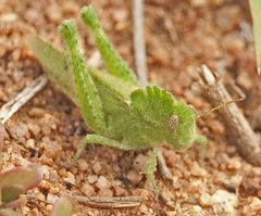 Ecphantus quadrilobus