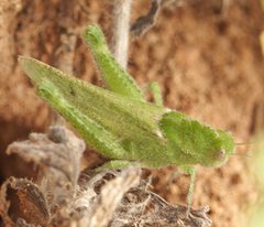 Ecphantus quadrilobus