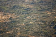 Melanotaenia splendida splendida