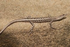 Cryptoblepharus