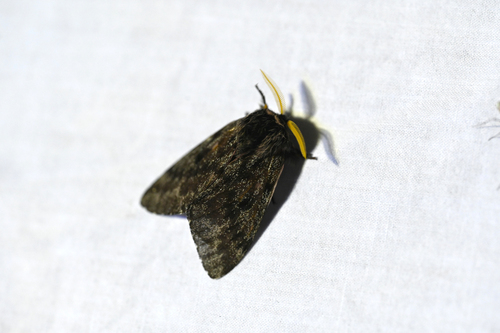 Lusk's Pinemoth photo 4