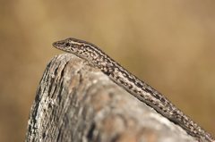 Cryptoblepharus