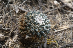 Mammillaria magnimamma