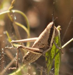 Monistria discrepans
