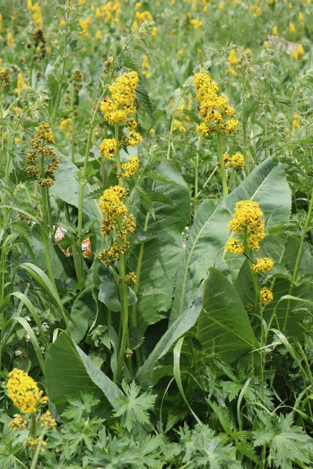 Ligularia alpigena