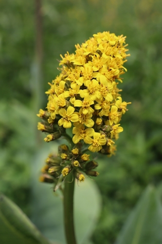 Ligularia alpigena, photograph 5