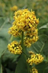 Ligularia alpigena, photograph (c) Yeskendir Satekov, some rights reserved (CC BY)