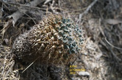 Mammillaria magnimamma