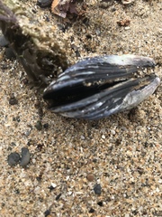 Mytilus californianus