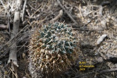 Mammillaria magnimamma