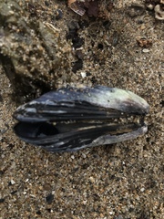 Mytilus californianus