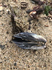 Mytilus californianus