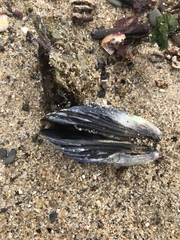 Mytilus californianus