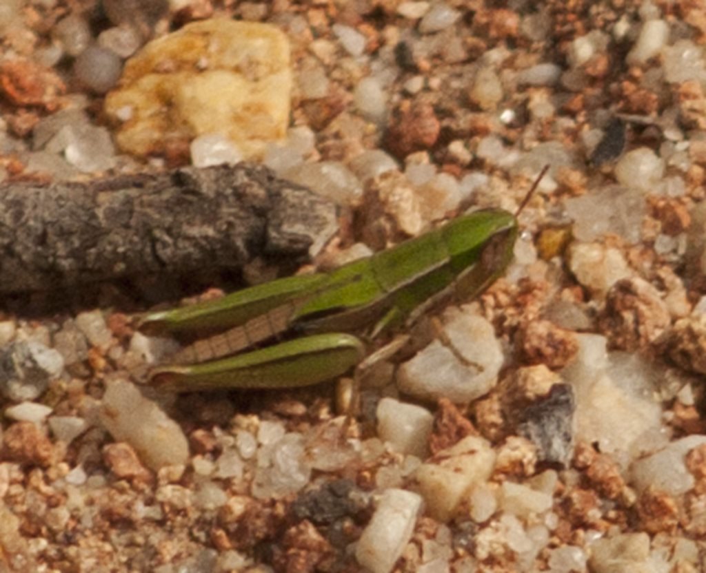 Spathosterninae