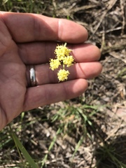 Lomatium triternatum