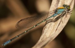 Pseudagrion aureofrons