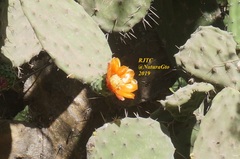 Opuntia tomentosa