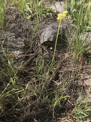 Lomatium triternatum