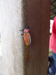 Edebessa nigropuncta