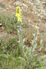 Verbascum undulatum