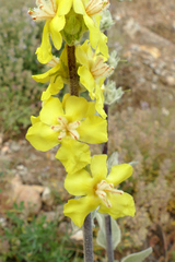 Verbascum undulatum