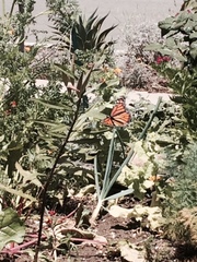 Danaus plexippus