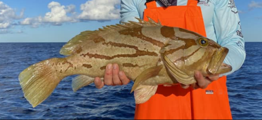 Comet Grouper