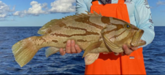 Comet Grouper photo 1