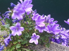 Campanula portenschlagiana