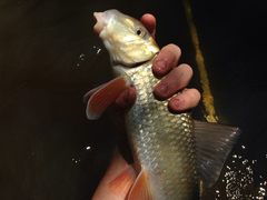 Moxostoma erythrurum