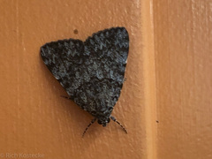 Catocala jair