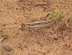 Austracris guttulosa