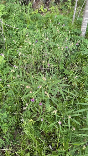 Vicia venosa iNat (2)