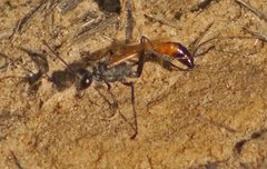 Podalonia tydei suspiciosa