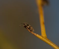 Oxycarenus luctuosus