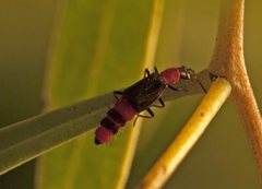 Carphurus longicollis