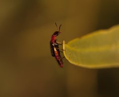 Carphurus longicollis