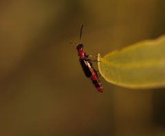 Carphurus longicollis