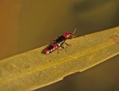 Carphurus longicollis