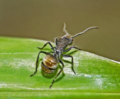 Polyrhachis aurea