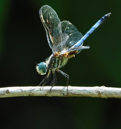 Blue Dasher photo 5
