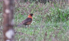 Turdus rufitorques