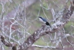 Melanotis hypoleucus