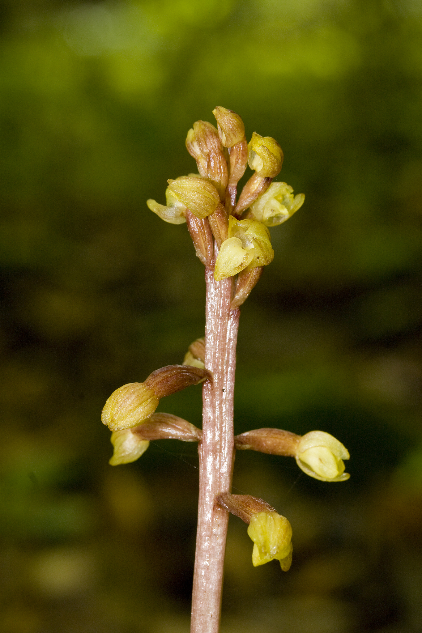 Corallorhiza bentleyi