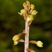 Bentley's Coralroot - Photo (c) NC Orchid, some rights reserved (CC BY-NC)