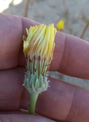 Malacothrix californica