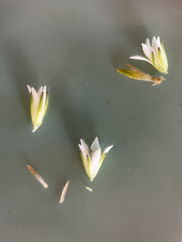 Image of Agathosma rosmarinifolia by (c) Charleen Brunke, some rights reserved (CC BY)