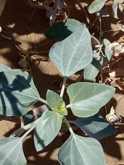 Helianthus niveus tephrodes