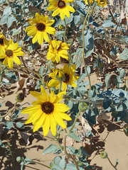 Helianthus niveus tephrodes