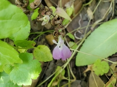 Collinsia multicolor